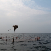 Jaffna Lagoon