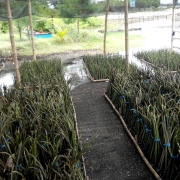 Mangrove Nursery Site