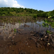 Mangrove rehabilitation site