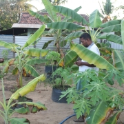 Post-project evaluation of a banana homestead cultivation in Batticaloa 