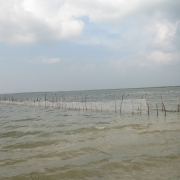 Sea weed culture site