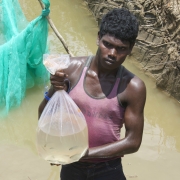 Harvest from the integrated fish farming ponds 