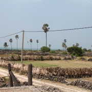 Agricultural lands in the Delft Island