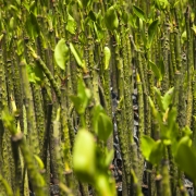 Mangrove seedlings