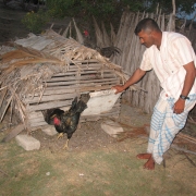 Micro finance scheme recipient - back yard chicken rearing 