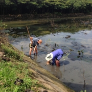 Local farmers replanting mangroves around their abandoned shrimp pond