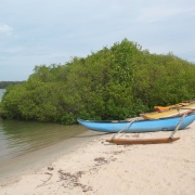 Assessment of Pb content in Avicennia marina in Mattakali, Batticaloa