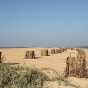 Planting Pandanus in the coastal belt of Kandakuliya