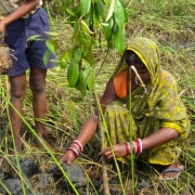 Women partake in mangrove plantation