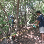 Ecological study of mangroves on Panama, Okanda and Helawa lagoons in the east coast of Sri Lanka, 