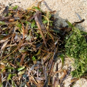 Seagrass washes ashore on the Gulf of Mannar islands