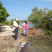 Studying Carbon sequestration in mangroves 