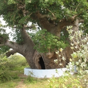 Protection to baobab trees in Mannar