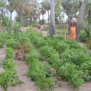 Home garden in Batticaloa