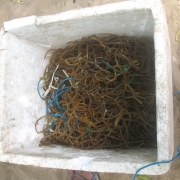 Sea weed culture