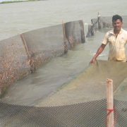 Sea cucumber farming   