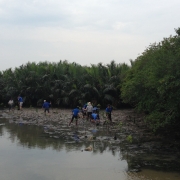 Youth Union members replanting mangroves