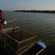 Fish cage culture fishing technique was one of the livelihood skills Jenitha learned.