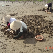 Local women collecting clams in Xuan Thuy National Park