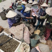 Fisherwomen in Xuan Thuy National Park