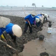 Clams collection by local women at Xuan Thuy National Park 