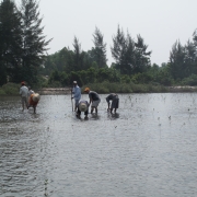 Local people planting mangroves 