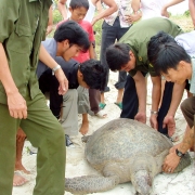 Local volunteers release a green turtle in Minh Chau island, Viet Nam  
