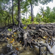 Mangrove forest in coastal Thailand