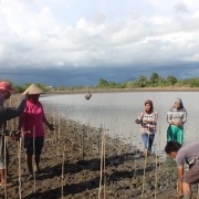 Community planting activities in Pohuwato, Indonesia, Japesda MFF SGF project