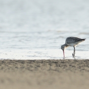 Bar-tailed Godwit in the Nijhum Dwip National Park, Bangladesh 