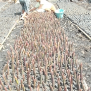 Mangrove Nursery by Women Members of Krida Wana Lestari