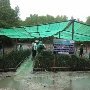 Mangrove nursery