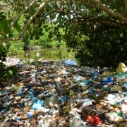 Mangrove of hoadehdhoo island: to be restored under MFF SGF phase 2