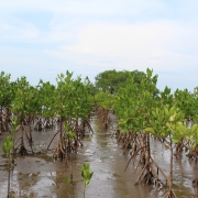 Mangrove seedlings take root, Probolinggo, Indonesia