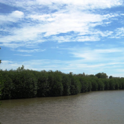 Integrated mangrove-shrimp farming