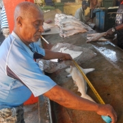 Fishers assist in data gathering for the MFF hammerhead shark survey in the Seychelles