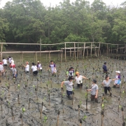 Marriott and MFF planting mangrove trees in Bang Kaeo 
