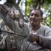 A Pu Dam community member checks his crab traps