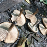 Mushrooms China