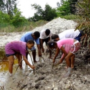 Planting mangroves at the Sanctuary at Roche Caiman Seychelles