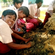 Planting mangroves