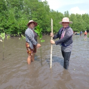 Women planting mangroves