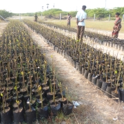 Women tend the mangrove nursery in their village