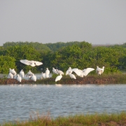 Black-faced spoonbill in Xuan Thuy National Park
