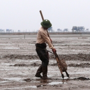 Local people collecting clams in Xuan Thuy National Park