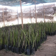 Mangrove nursery Manthode 