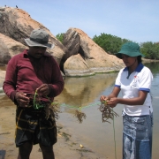 Sea weed farming