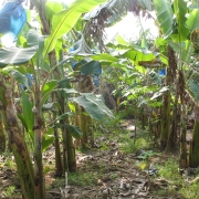 Banana Palugaswewa