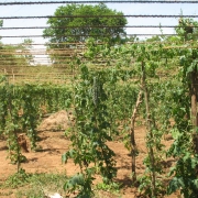 Bittergourd home garden 