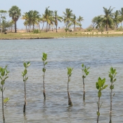 Rmucronata Batticaloa